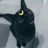 噗噗粉香猪