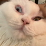 一只烤鱼