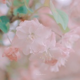 小鳕鱼