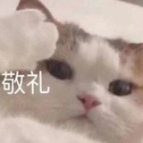 🐱