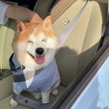 透明鱼儿
