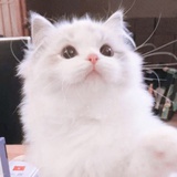 哒哒哒
