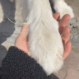哦桑桑