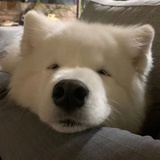 宵逝_