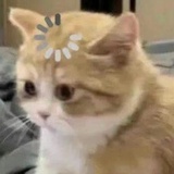 噜啦啦哎呀呀