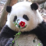 🐼