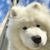 小马牌大铁锤