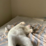 不懂事的猫