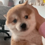 耶耶柠檬茶
