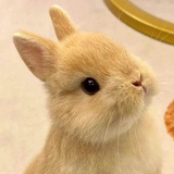 豆子好吃咩~