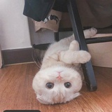 枫、铃诵