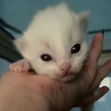 温蒂
