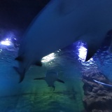 海石