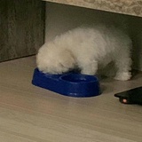 一只小马