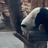 小猪小猪🐽
