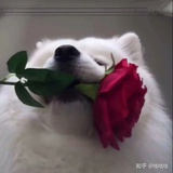 啦啦啦屁萌真可