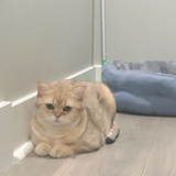 不冰淇淋