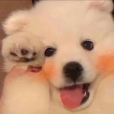 猫不礼