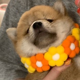 玉米