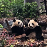 莎莎