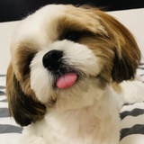 格子听风