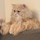 猫佩奇