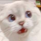 皮卡皮卡