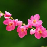 Mynhan