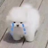 棉花小狗