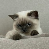 谚