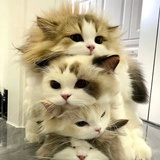 nyanya