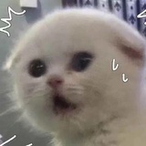 愤怒的小太爷