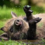山猪🐗