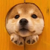 犯困嫌疑人