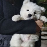 西兰花了吗