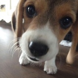 春风轻吻我