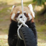 吴烨