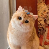 天上星⭐