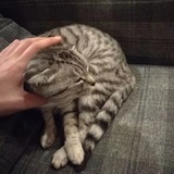 神明