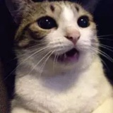 Panta丶