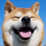 柴迷小小乖