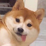 只猫球