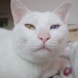 死胖子