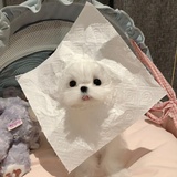 马尔济斯小狗勾