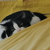 별.