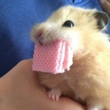 nono