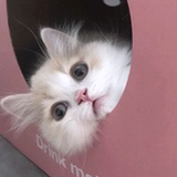 一只小夏天