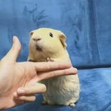二桃