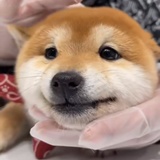 静夜思