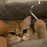 假装爷叔